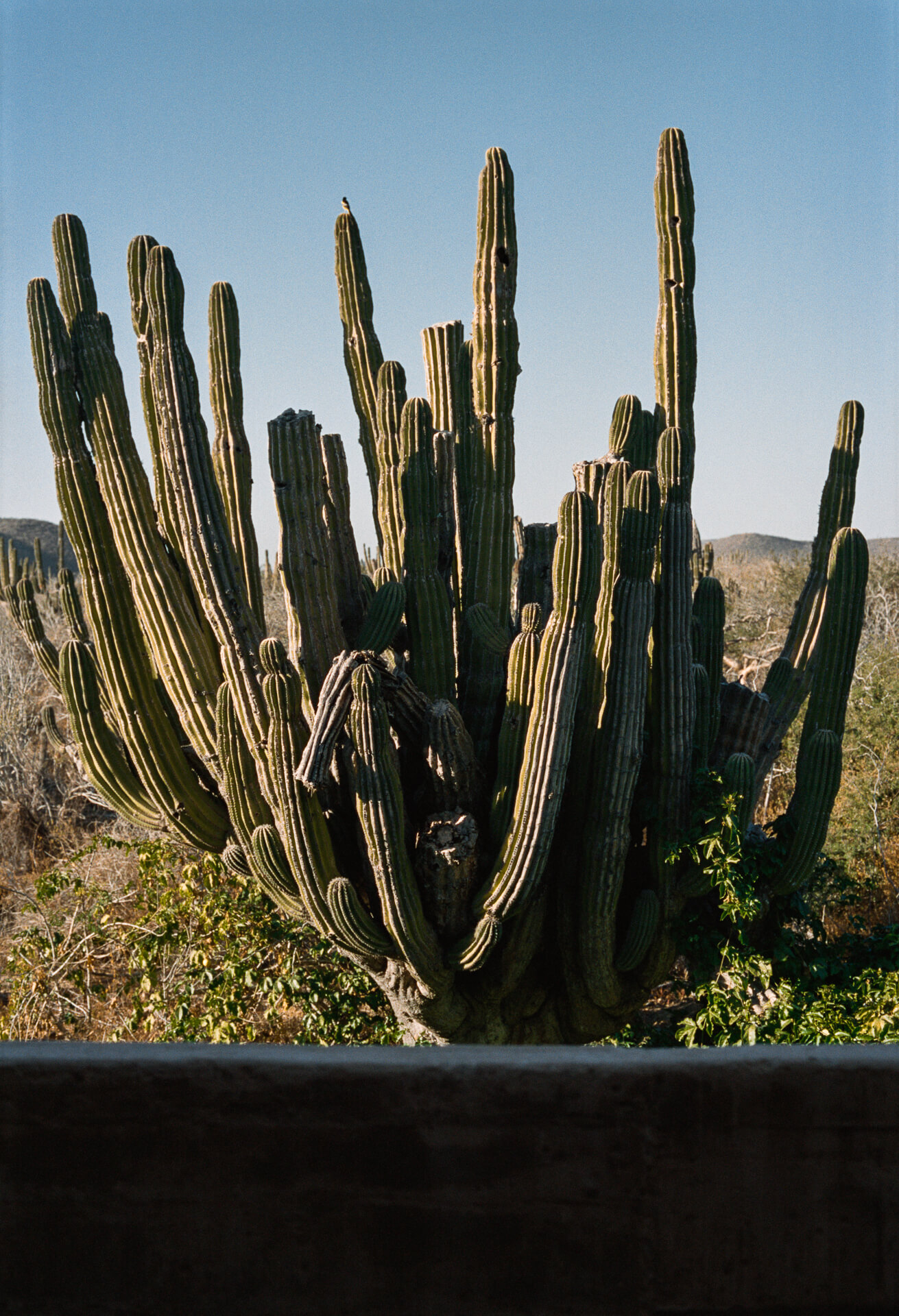 Profiler, Exploring: Rubén Valdez Practice for Architecture (Fig. 8)